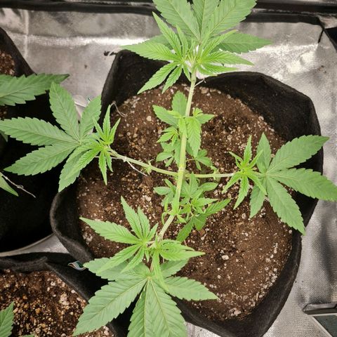 Grasa de zaza growlog timeline photo
