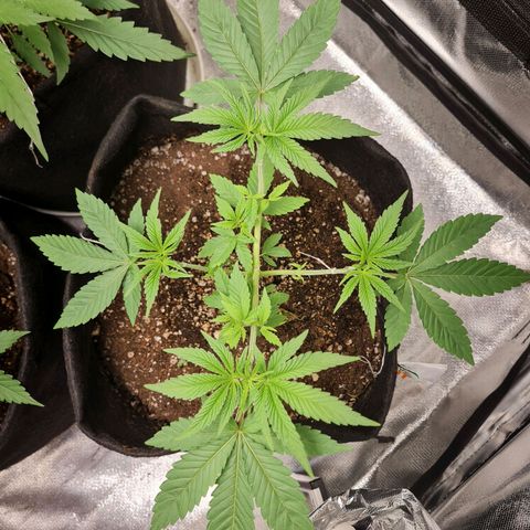 Grasa de zaza growlog timeline photo