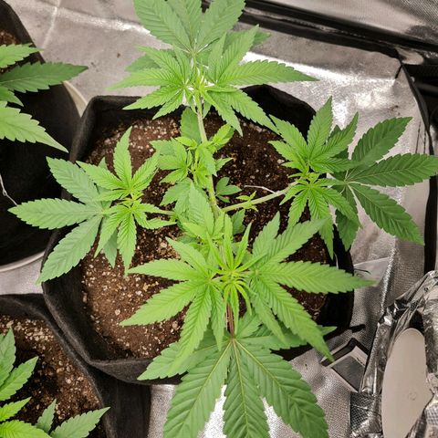 Grasa de zaza growlog timeline photo
