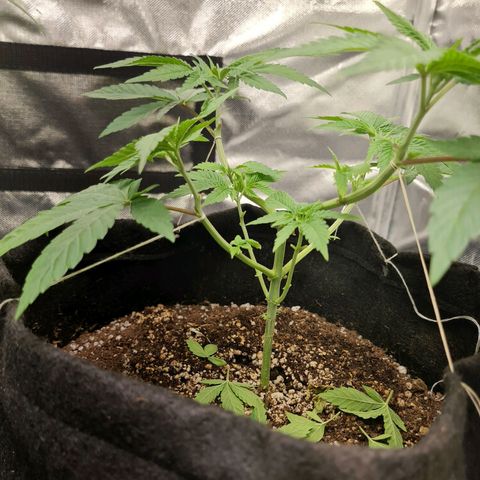Grasa de zaza growlog timeline photo