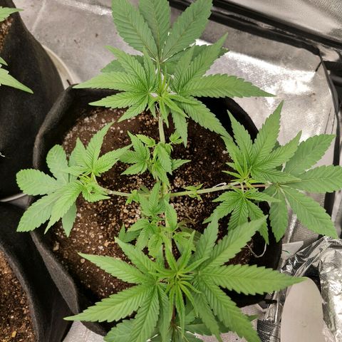 Grasa de zaza growlog timeline photo