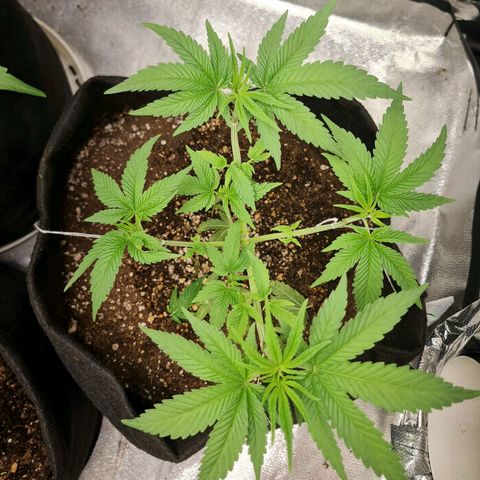 Grasa de zaza growlog timeline photo