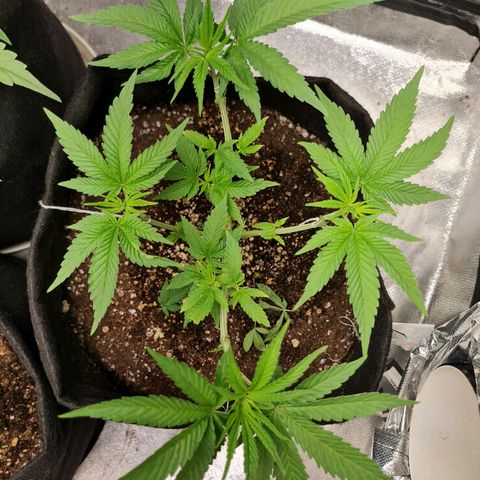 Grasa de zaza growlog timeline photo