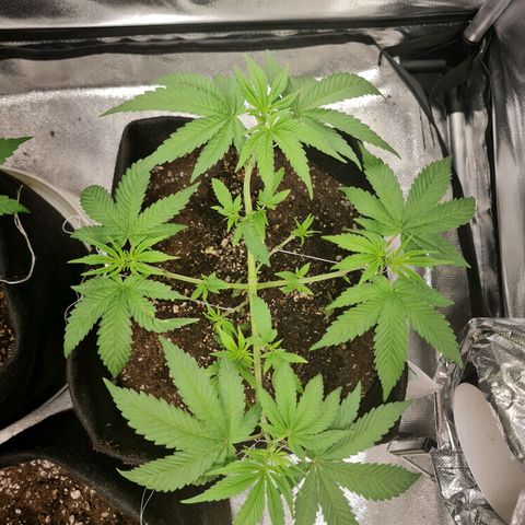 Grasa de zaza growlog timeline photo
