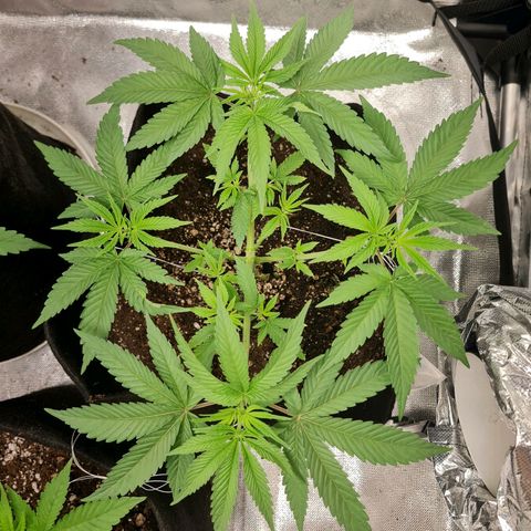 Grasa de zaza growlog timeline photo
