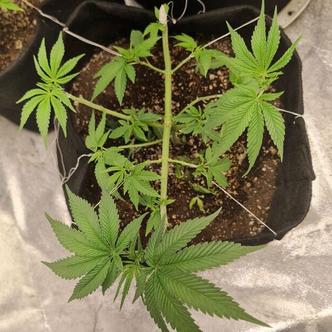 Grasa de zaza growlog photo: Acidentes acontecem );