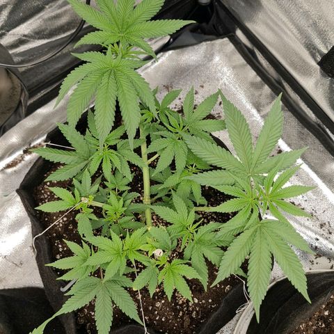 Grasa de zaza growlog timeline photo