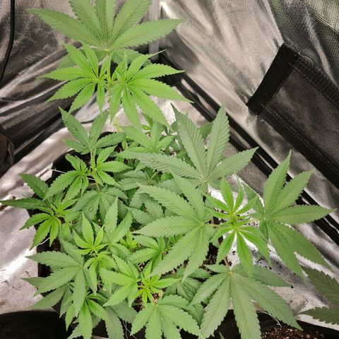 Grasa de zaza growlog timeline photo