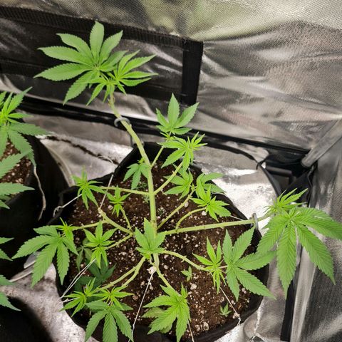 Grasa de zaza growlog photo: Início mano grow (organomineral)