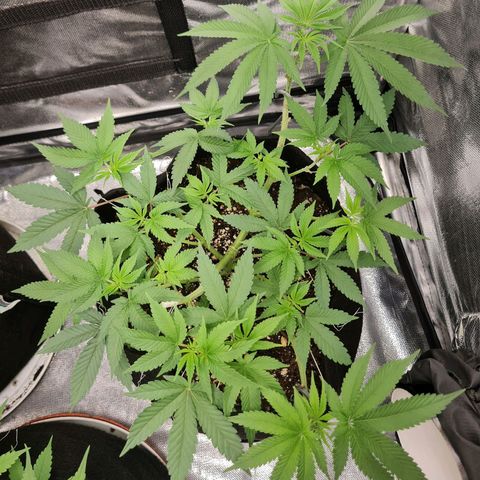 Grasa de zaza growlog timeline photo
