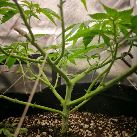 Grasa de zaza growlog timeline photo