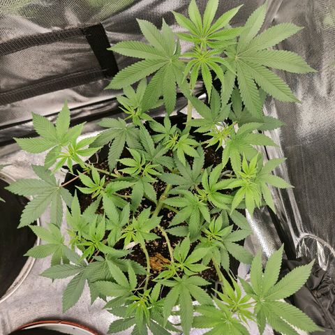 Grasa de zaza growlog timeline photo