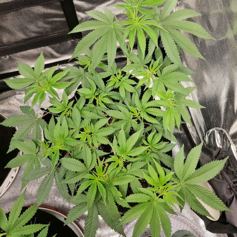 Grasa de zaza growlog timeline photo