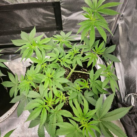 Grasa de zaza growlog timeline photo