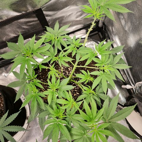 Grasa de zaza growlog timeline photo