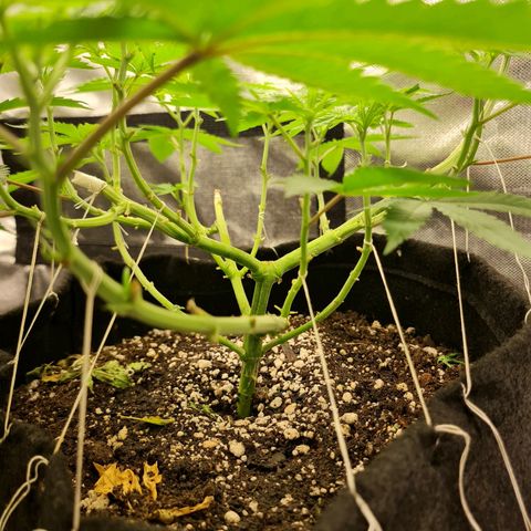 Grasa de zaza growlog timeline photo