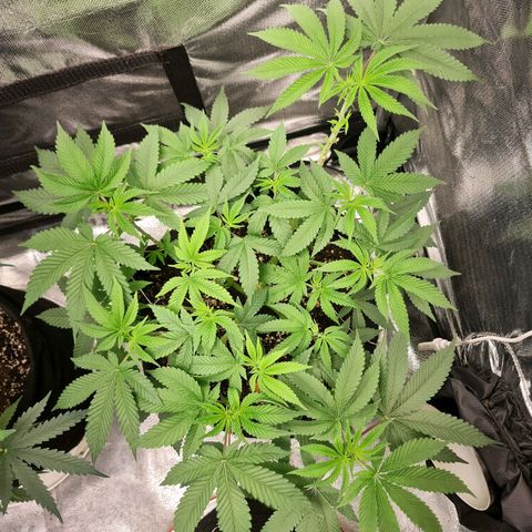 Grasa de zaza growlog timeline photo