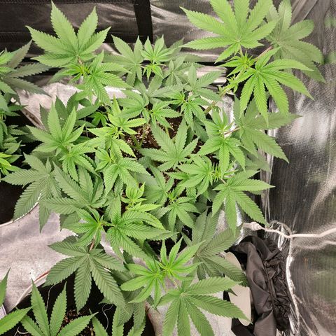 Grasa de zaza growlog timeline photo