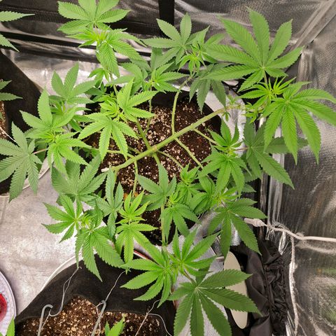 Grasa de zaza growlog timeline photo