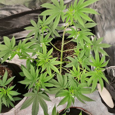 Grasa de zaza growlog timeline photo