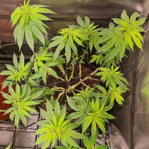 Grasa de zaza growlog timeline photo
