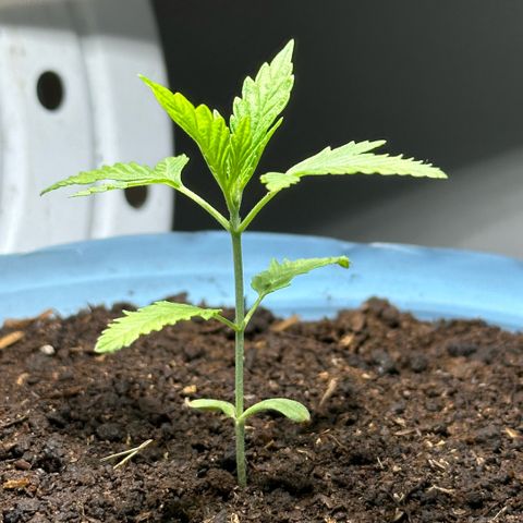 LA MACHOTA growlog timeline photo
