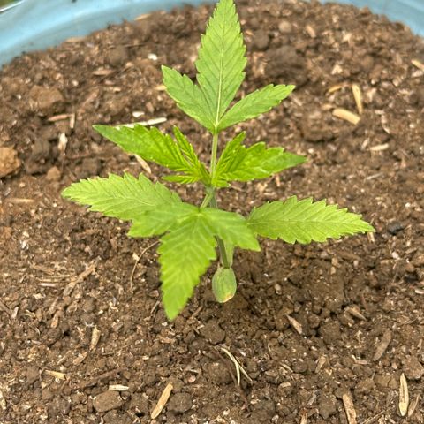LA MACHOTA growlog timeline photo