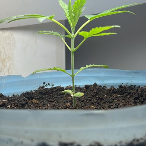 LA MACHOTA growlog timeline photo
