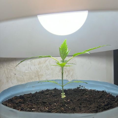 LA MACHOTA growlog timeline photo