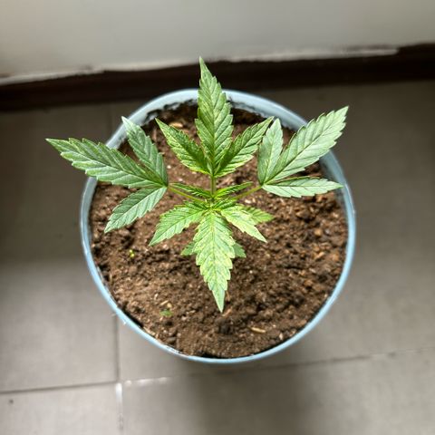LA MACHOTA growlog timeline photo