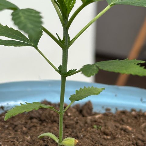 LA MACHOTA growlog timeline photo
