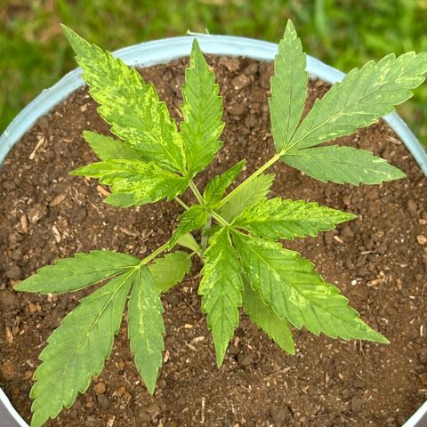 LA MACHOTA growlog timeline photo