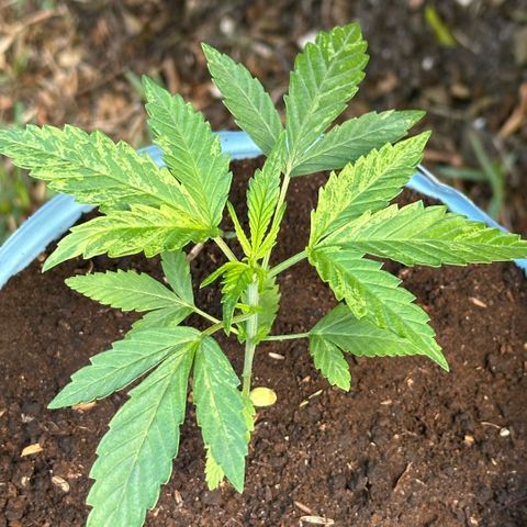 LA MACHOTA growlog timeline photo