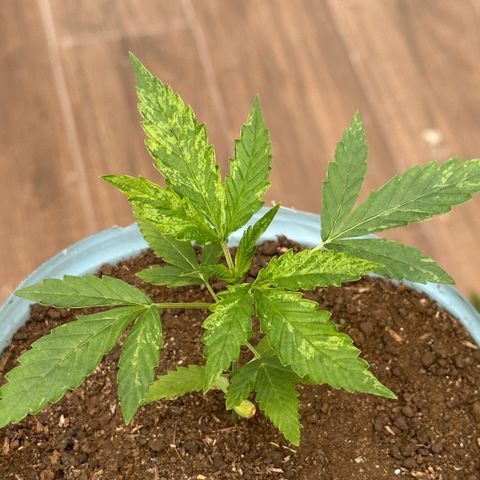 LA MACHOTA growlog timeline photo