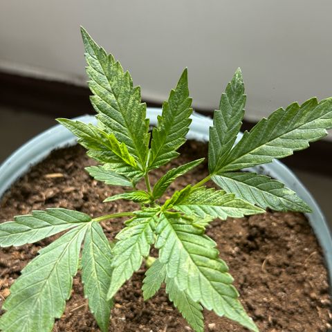 LA MACHOTA growlog timeline photo