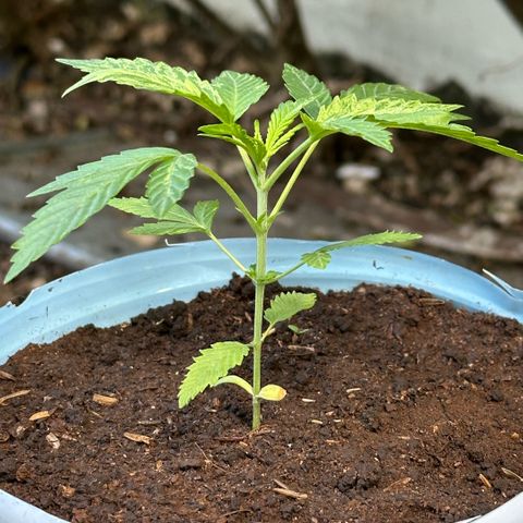 LA MACHOTA growlog timeline photo