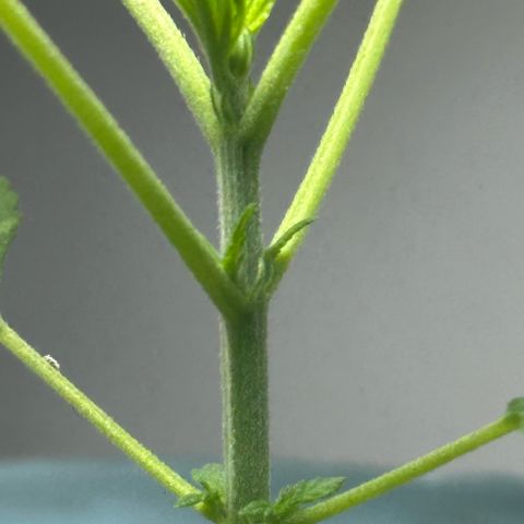 LA MACHOTA growlog timeline photo