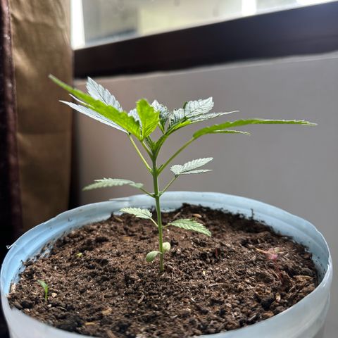 LA MACHOTA growlog timeline photo