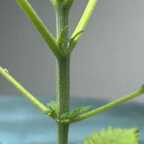 LA MACHOTA growlog timeline photo