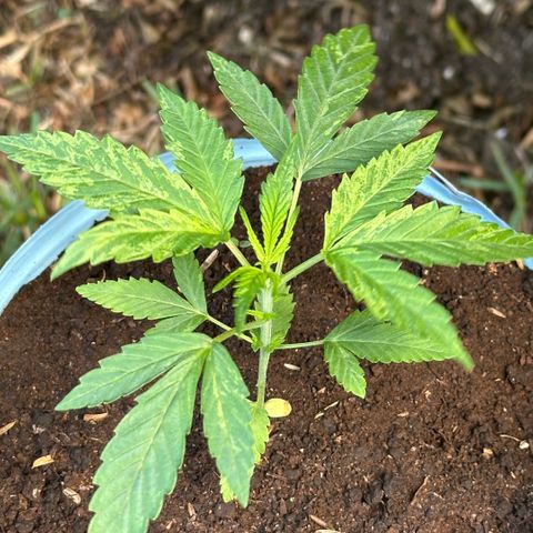 LA MACHOTA growlog timeline photo