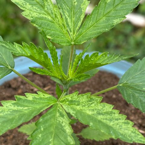 LA MACHOTA growlog photo: Huele muy fuerte y bien a sus pocos días de vida 