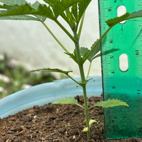 LA MACHOTA growlog photo: Huele muy fuerte y bien a sus pocos días de vida 