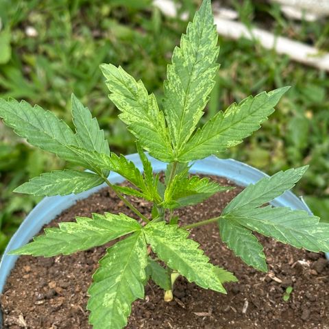 LA MACHOTA growlog photo: Huele muy fuerte y bien a sus pocos días de vida 