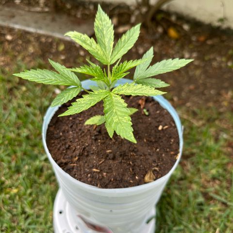 LA MACHOTA growlog timeline photo