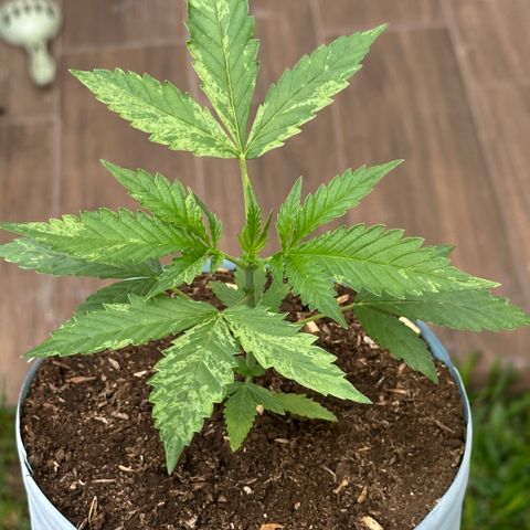 LA MACHOTA growlog timeline photo