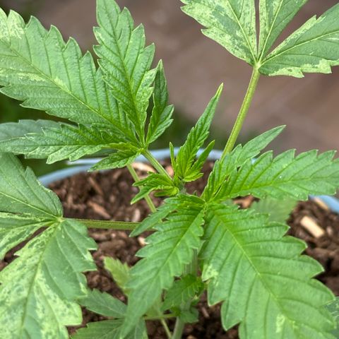 LA MACHOTA growlog timeline photo