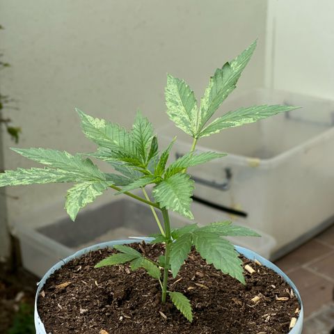 LA MACHOTA growlog timeline photo