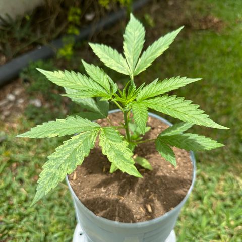 LA MACHOTA growlog timeline photo