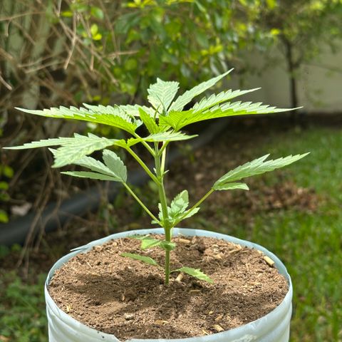 LA MACHOTA growlog timeline photo