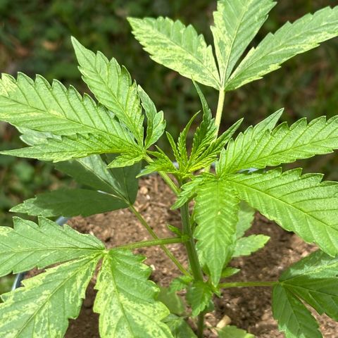 LA MACHOTA growlog timeline photo